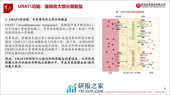 创新药靶点系列研究之二：URAT1：痛风最热，静待突破 - 第6页预览图